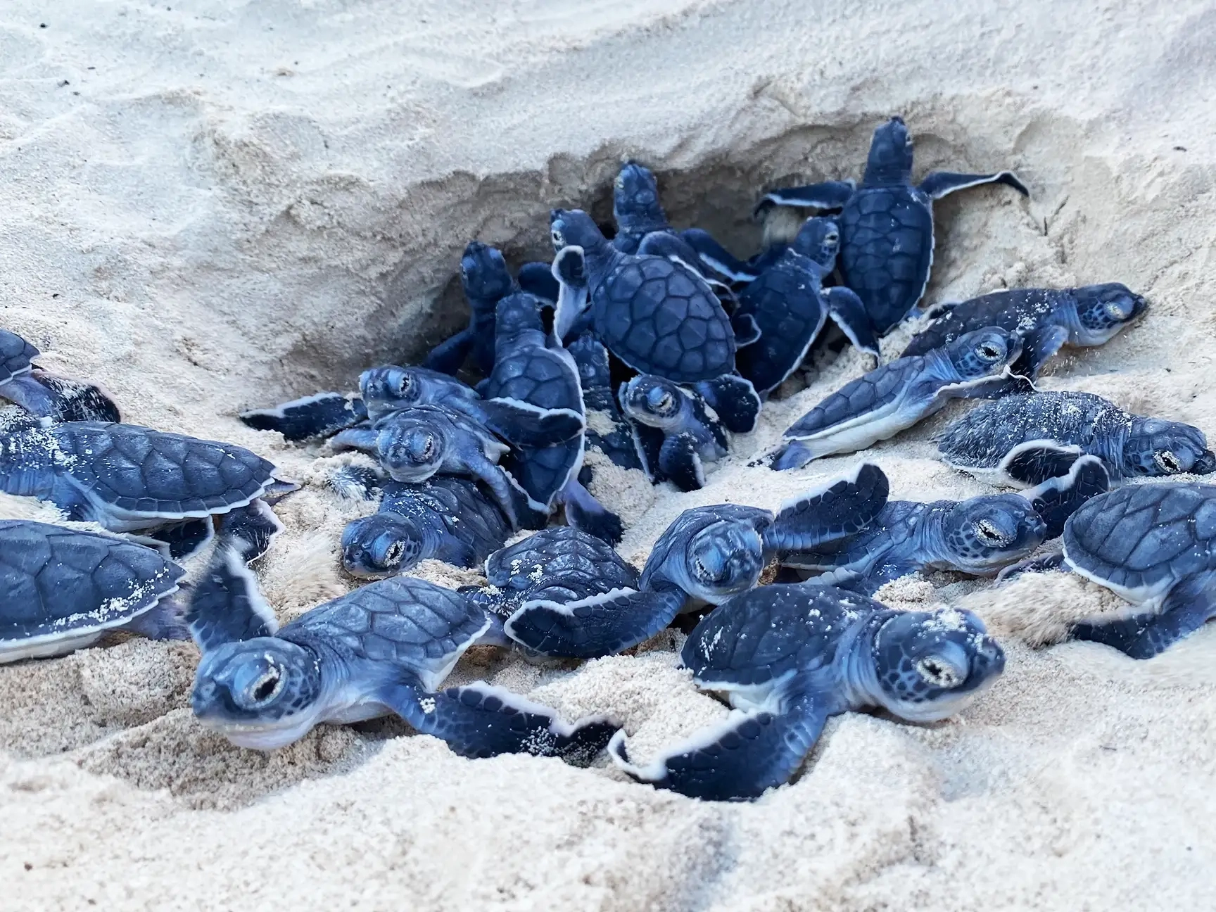 Discover Our Sea Turtle Conservation Program | Moon Palace